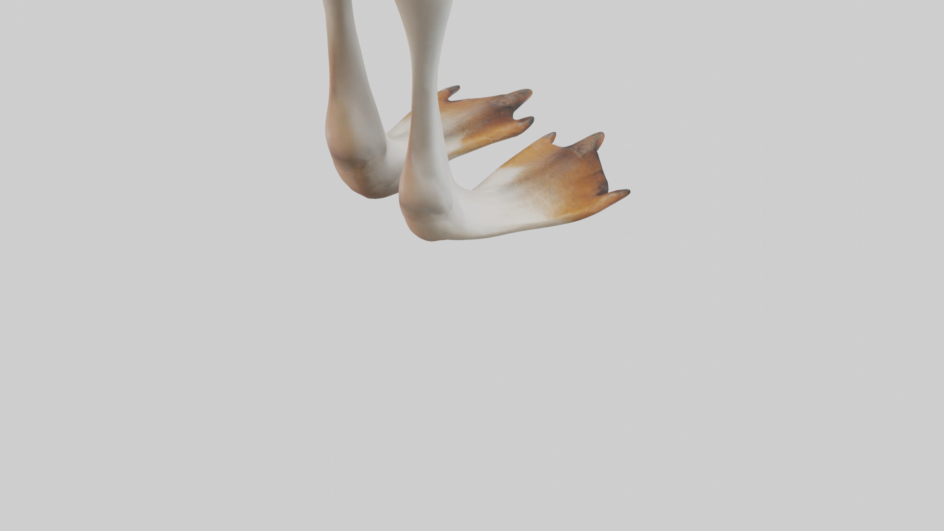Goose Feet Model Low-poly 3D model_4