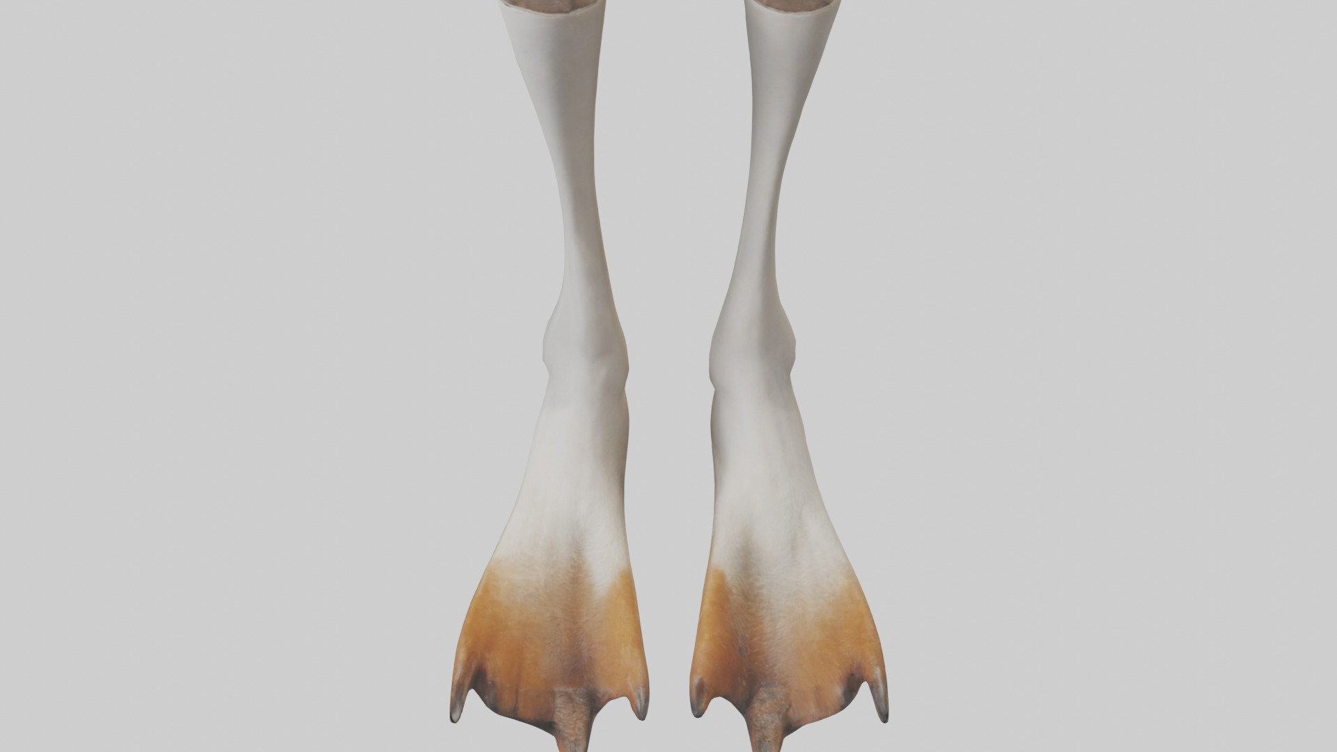 Goose Feet Model Low-poly 3D model_16