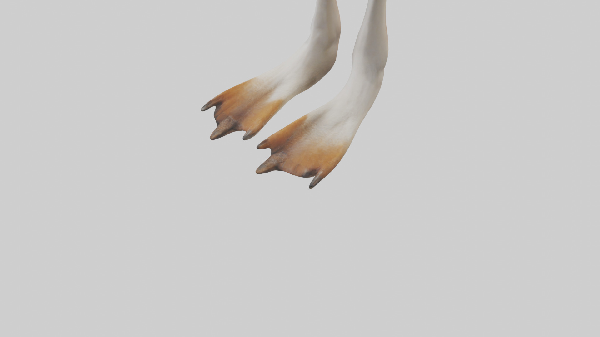 Goose Feet Model Low-poly 3D model_5