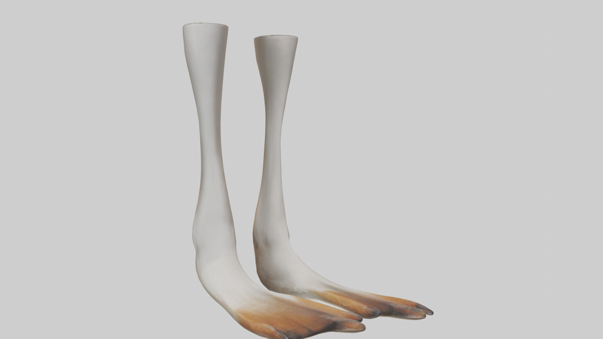 Goose Feet Model Low-poly 3D model_7