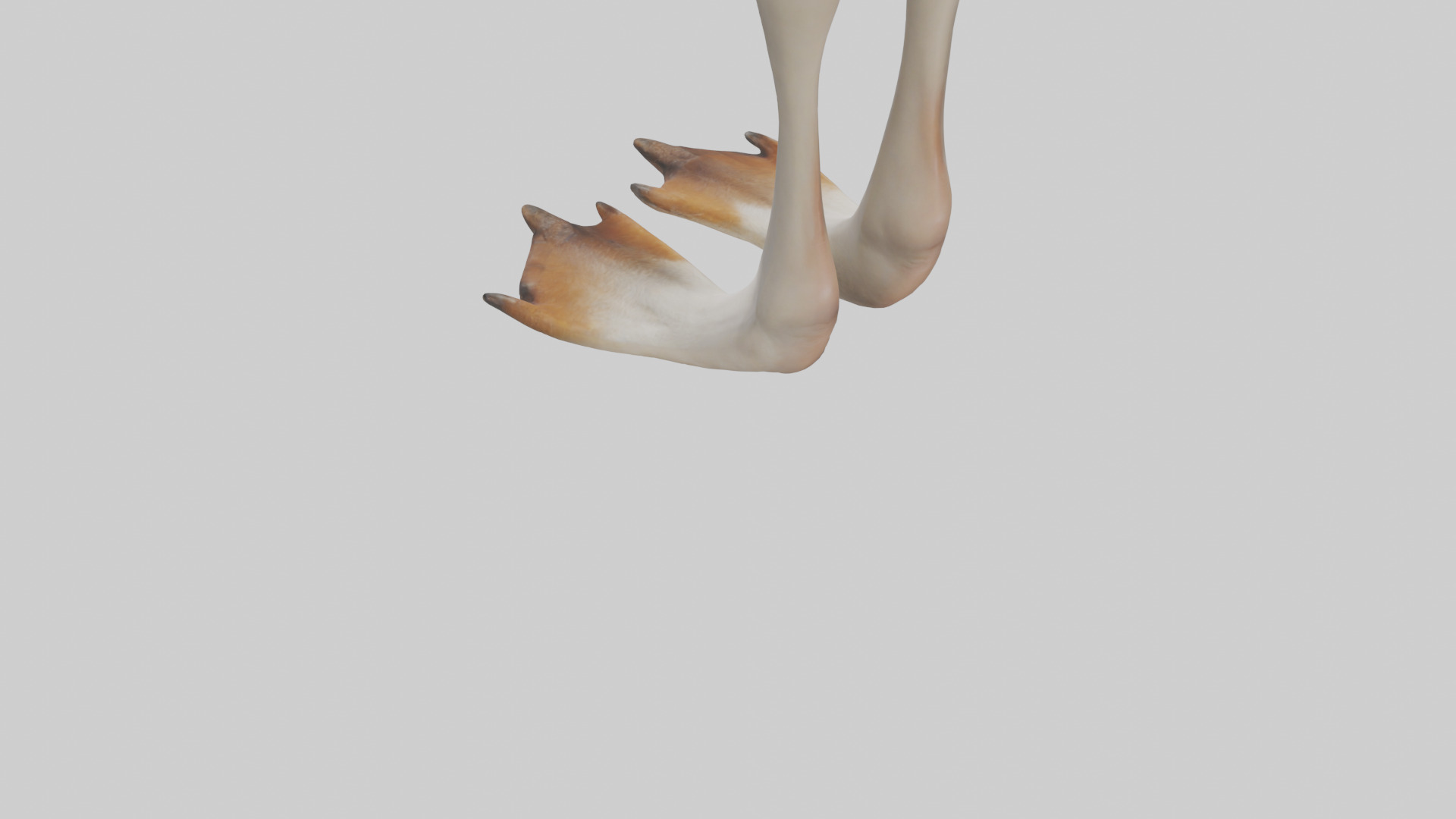 Goose Feet Model Low-poly 3D model_3