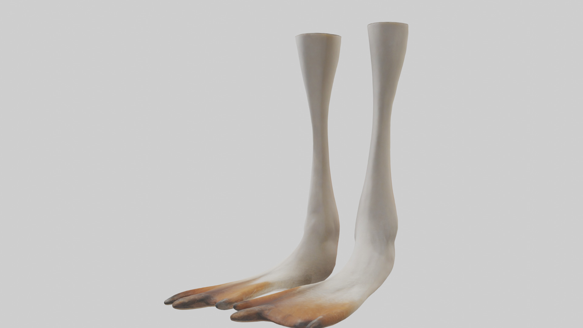 Goose Feet Model Low-poly 3D model_10