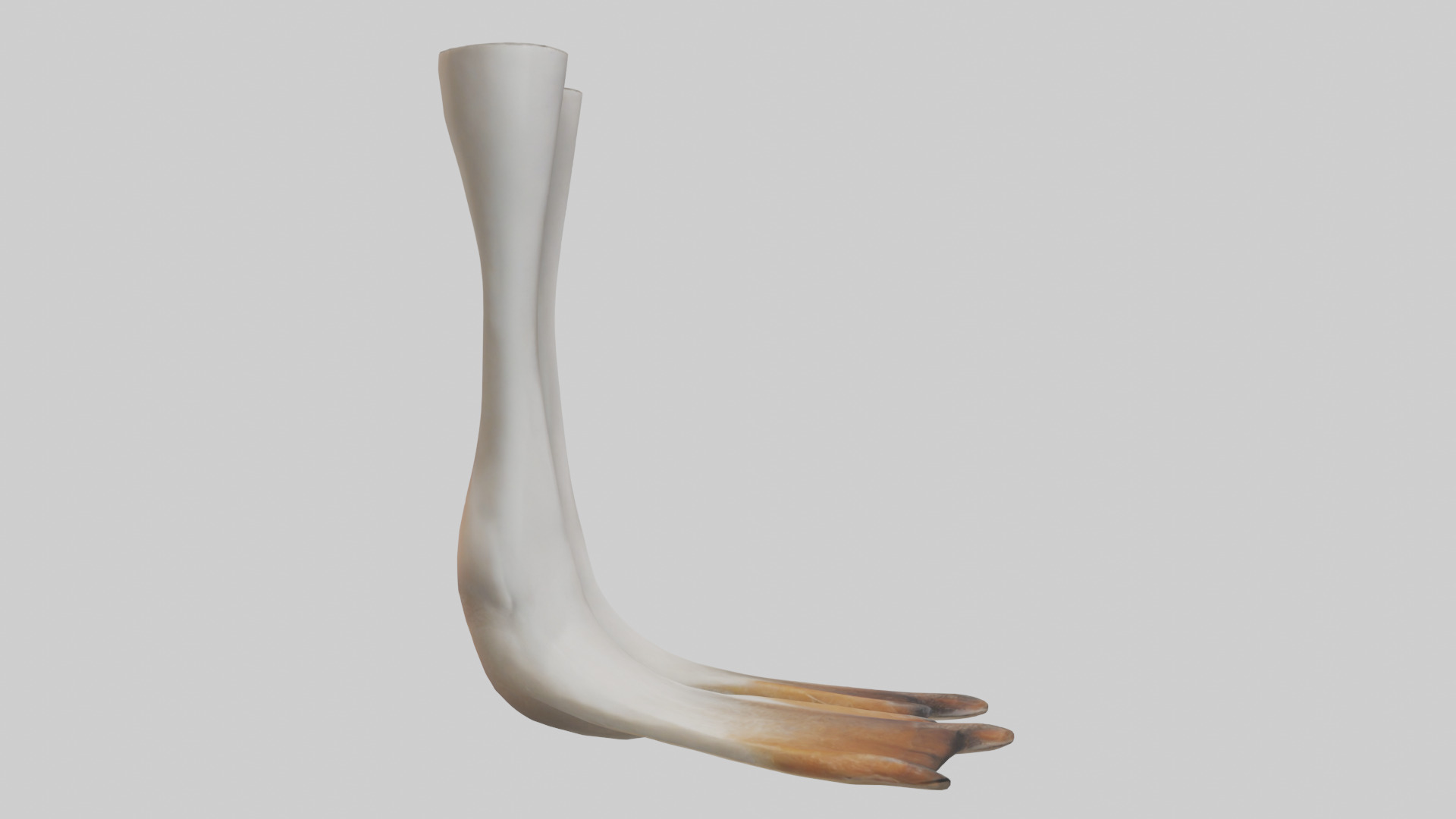 Goose Feet Model Low-poly 3D model_13