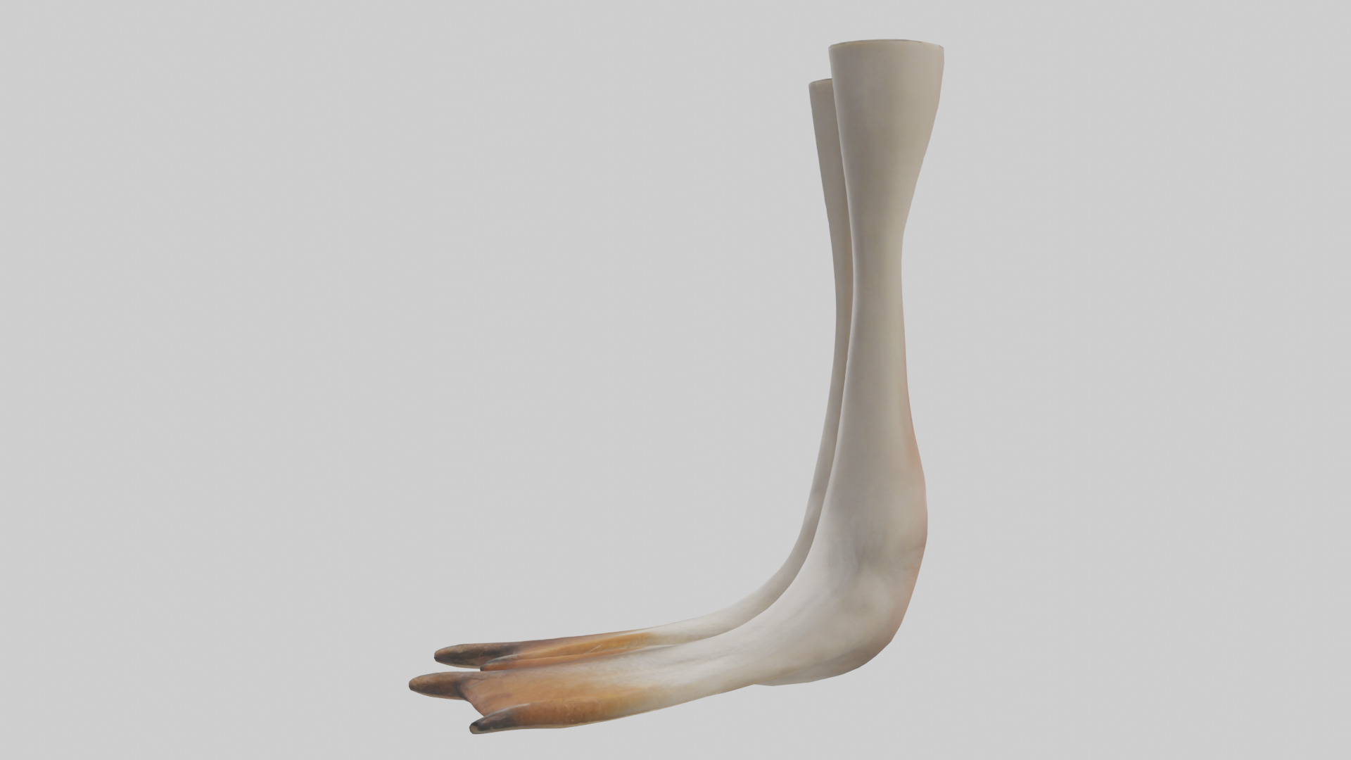 Goose Feet Model Low-poly 3D model_12