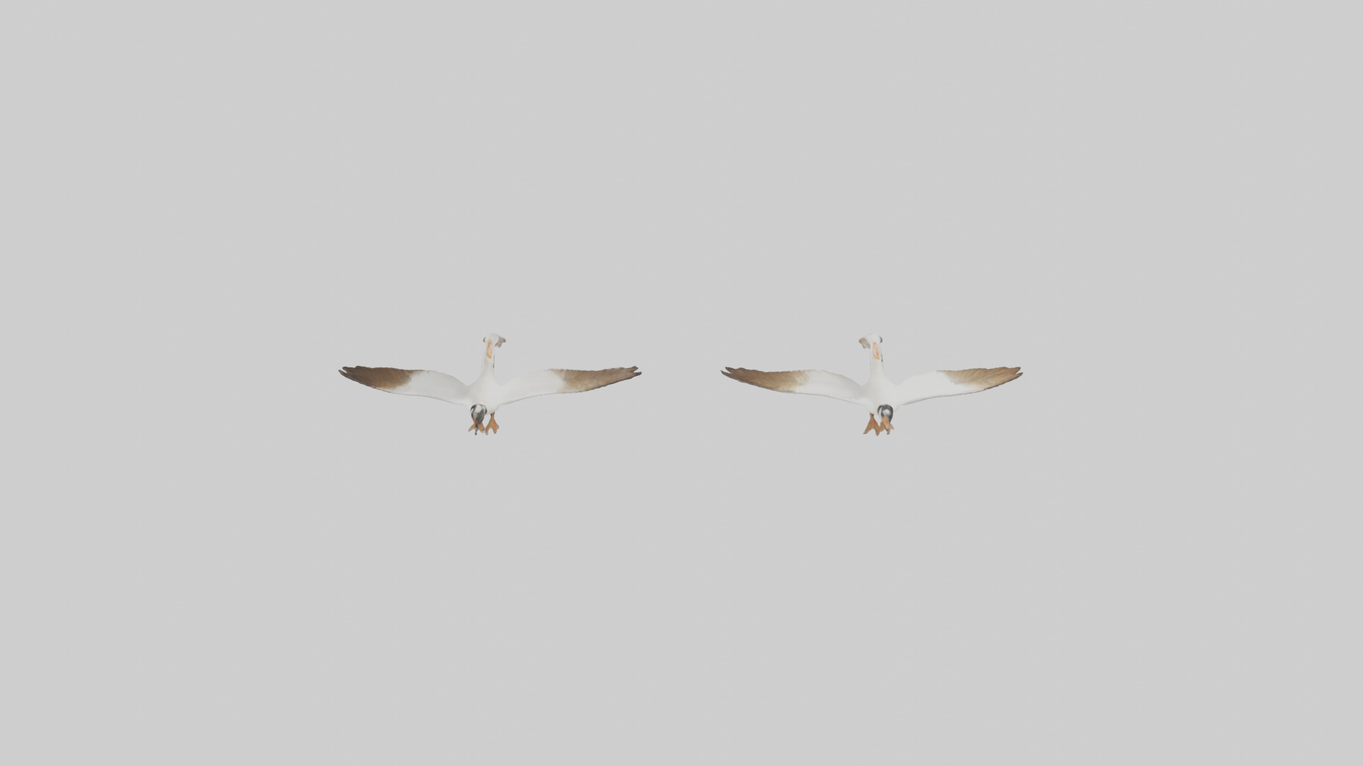 Goose flying in formation model Low-poly 3D model_15