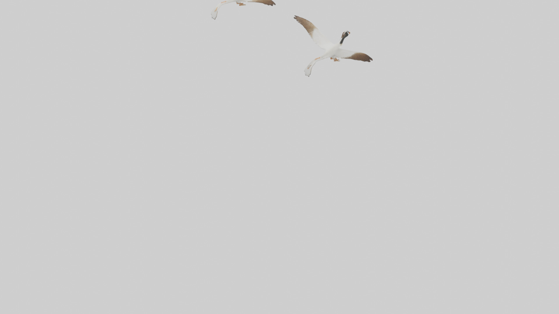Goose flying in formation model Low-poly 3D model_5