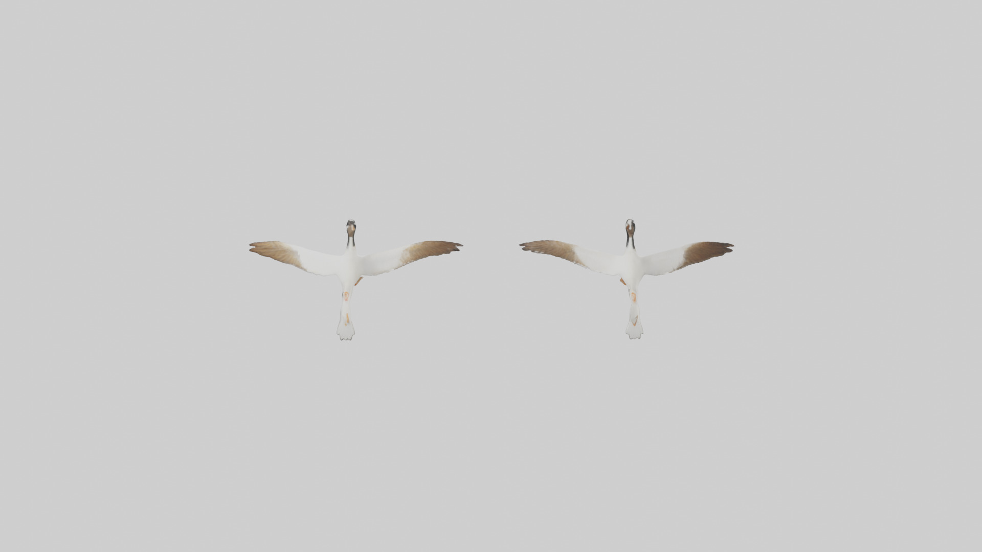 Goose flying in formation model Low-poly 3D model_16