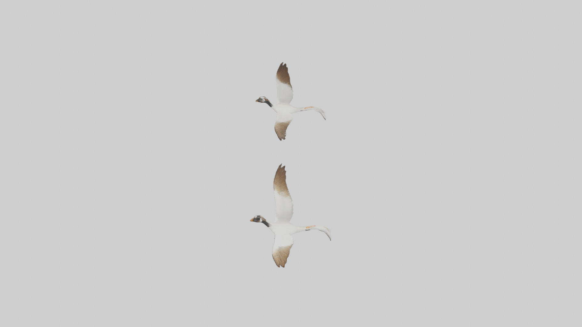 Goose flying in formation model Low-poly 3D model_18