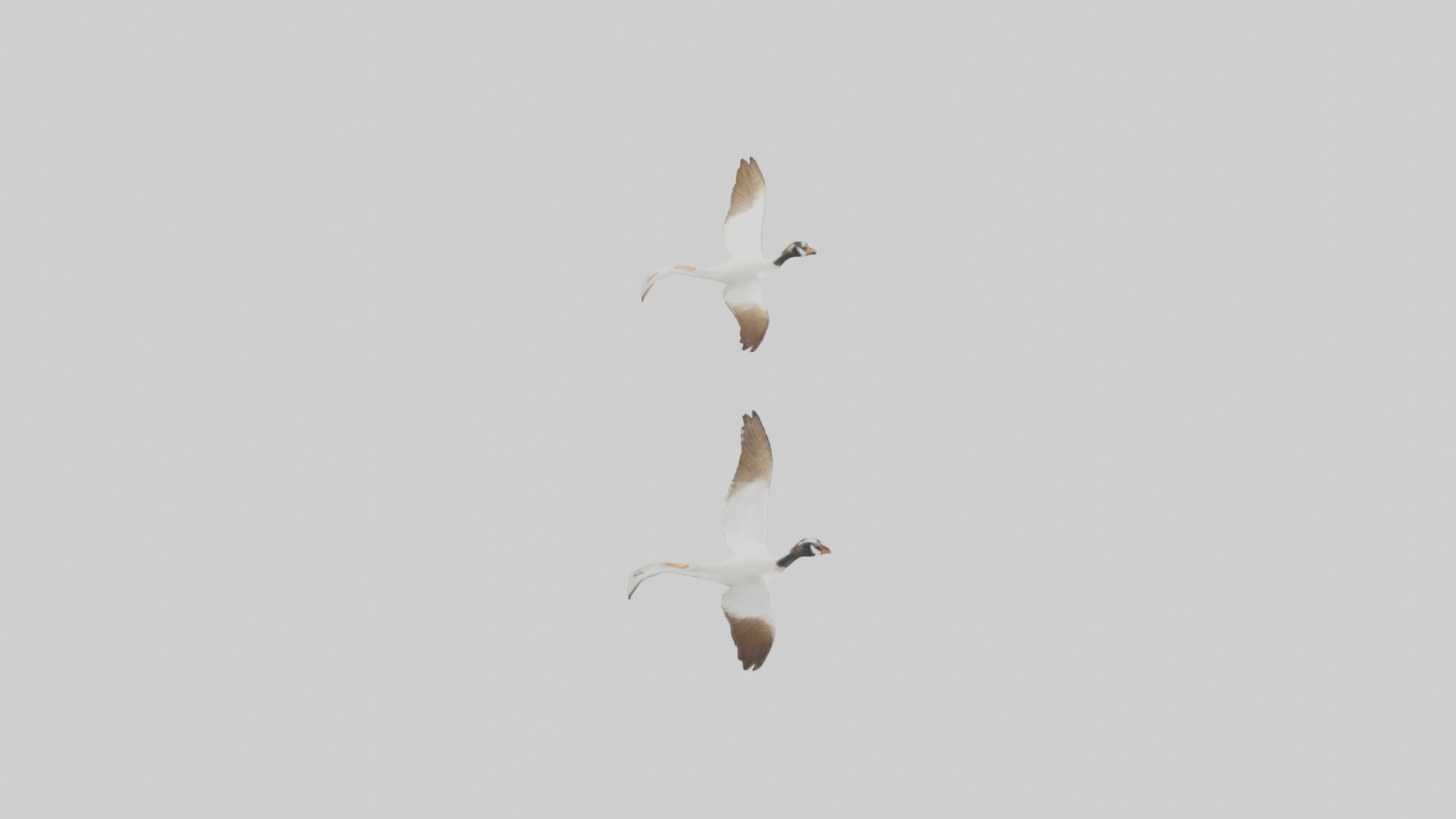 Goose flying in formation model Low-poly 3D model_17