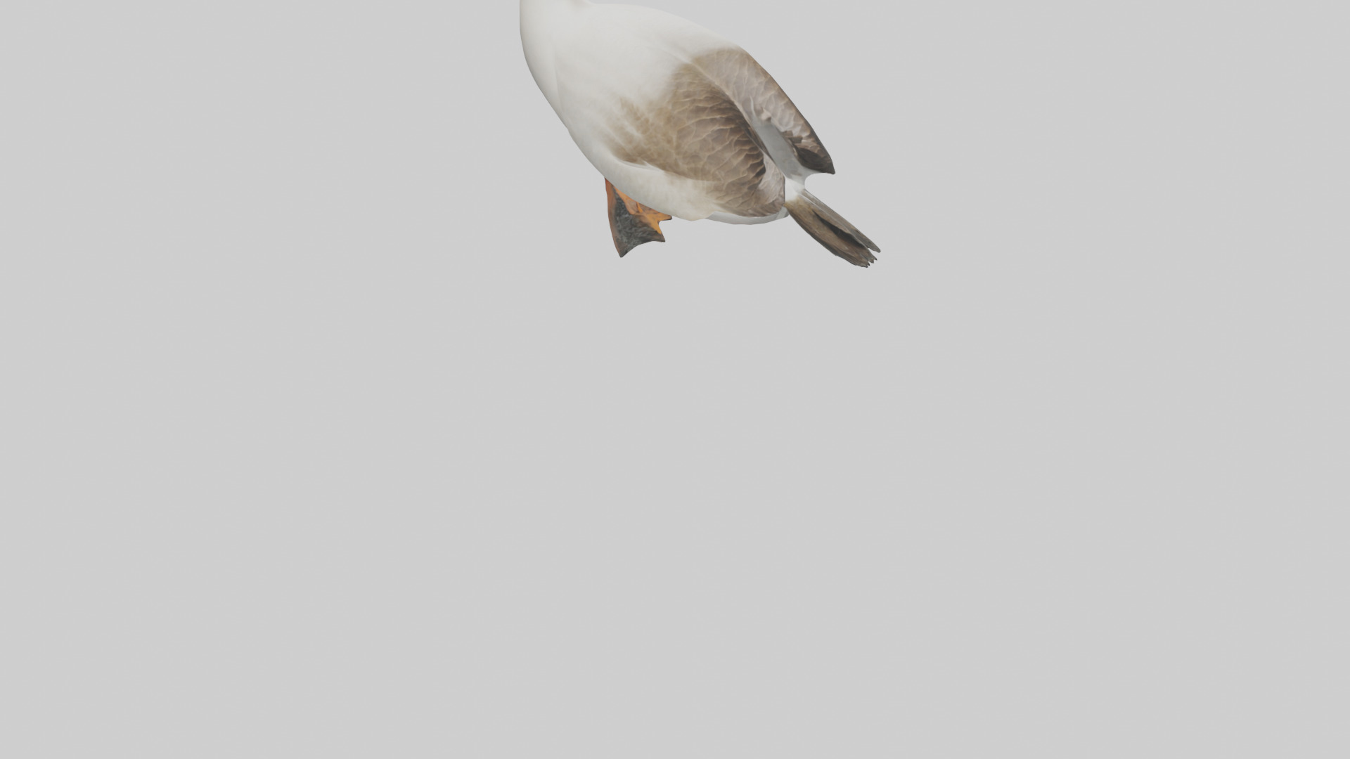 Goose swimming model Low-poly 3D model_6