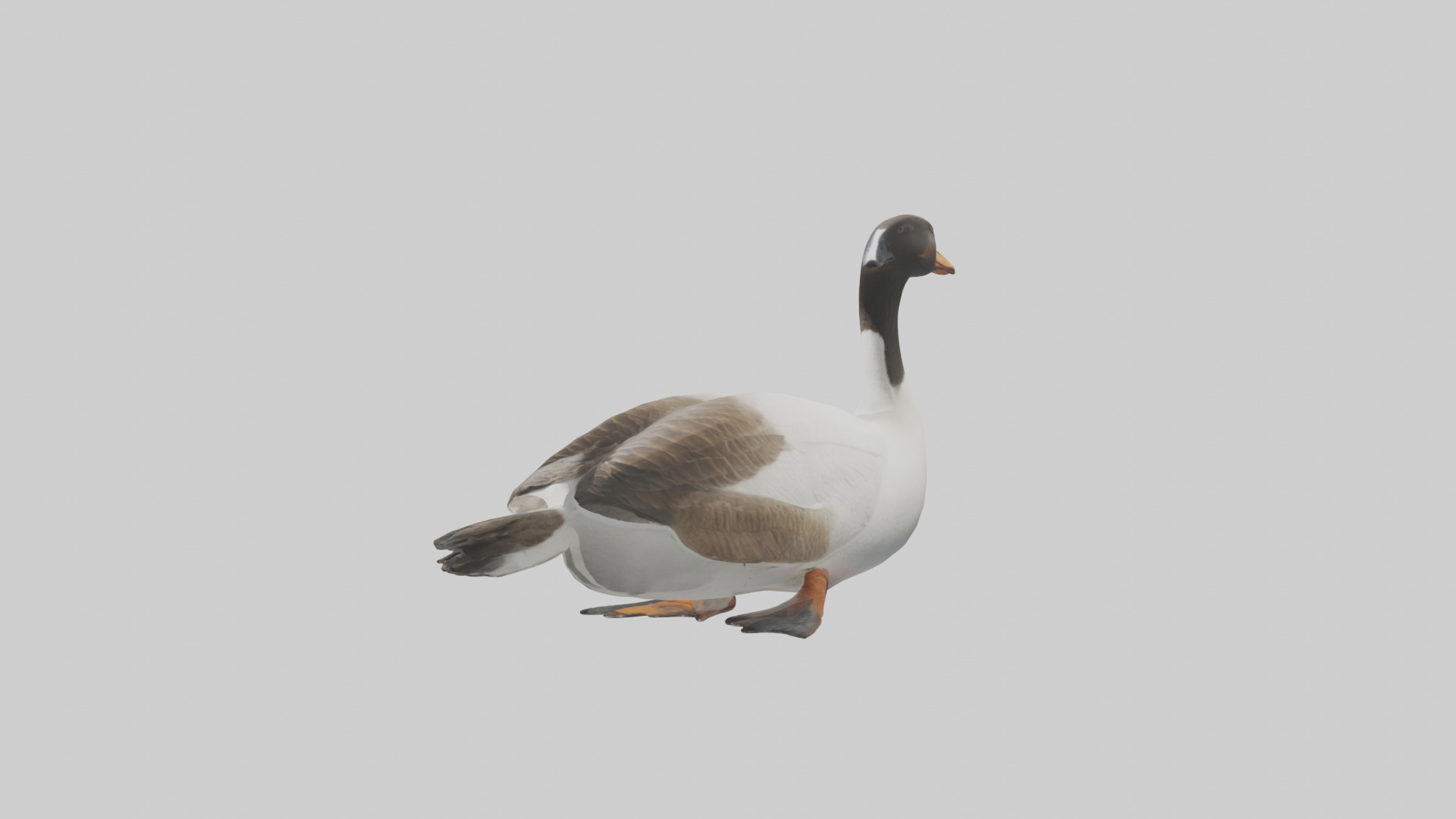 Goose swimming model Low-poly 3D model_8