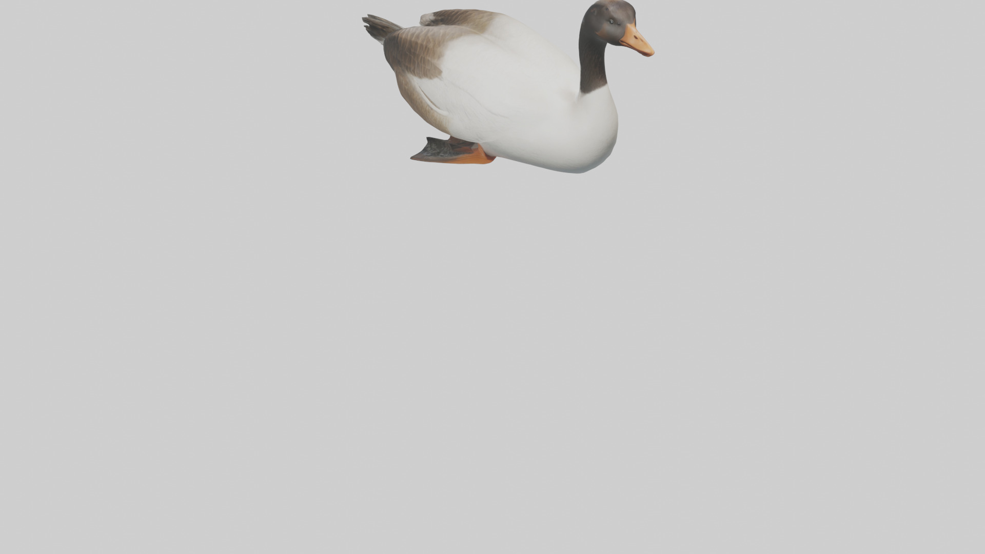 Goose swimming model Low-poly 3D model_3