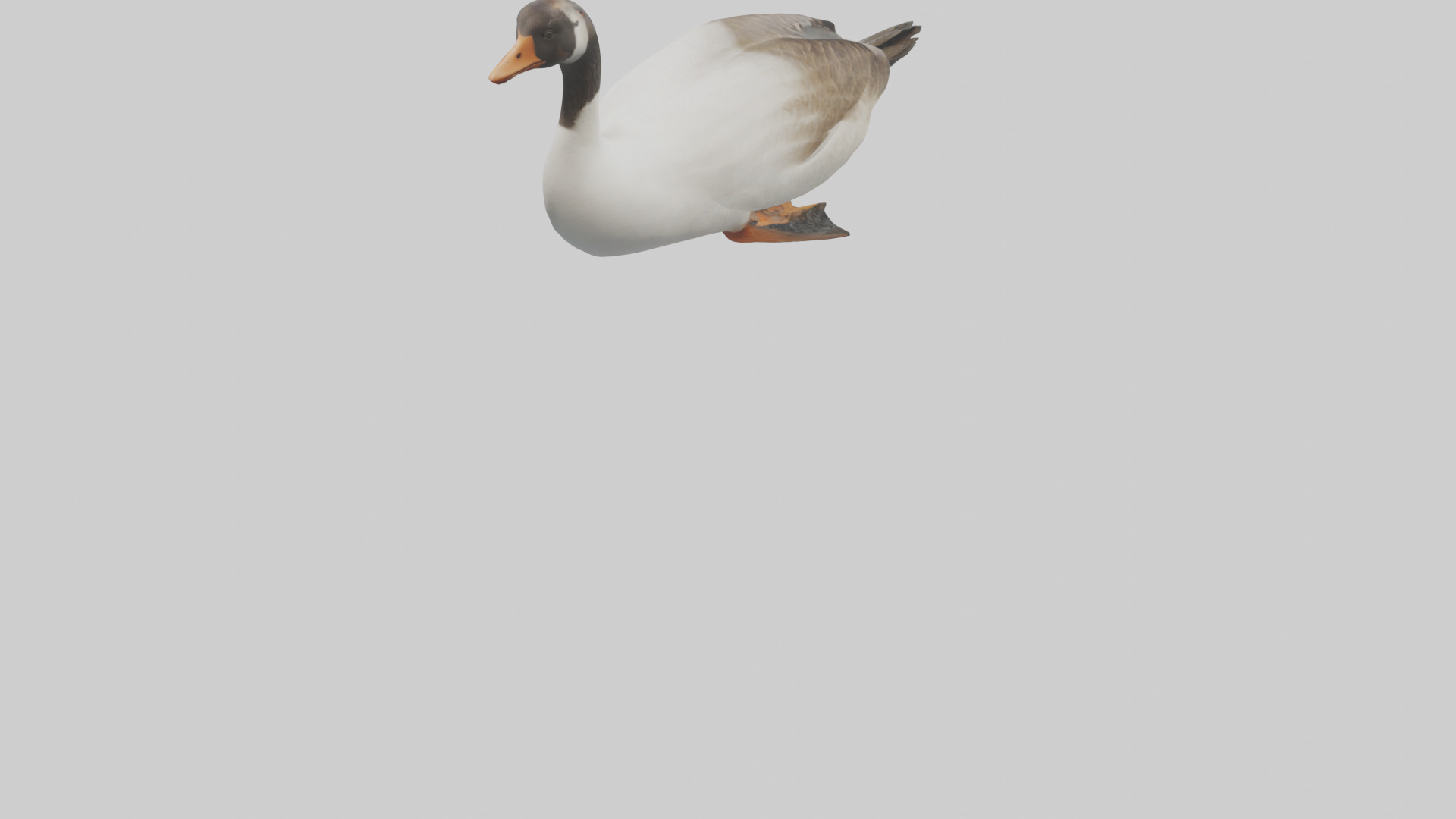 Goose swimming model Low-poly 3D model_4