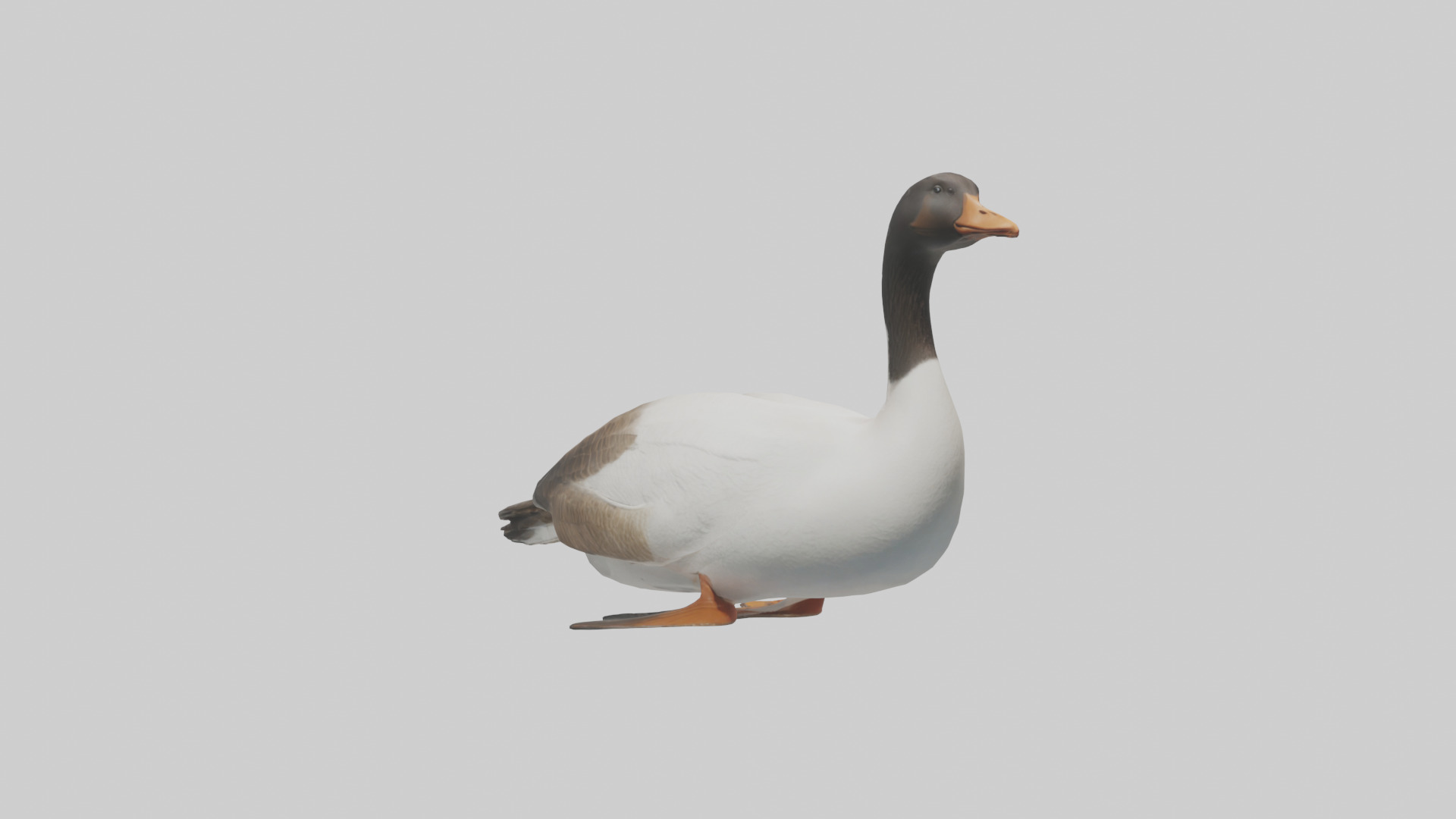 Goose swimming model Low-poly 3D model_1