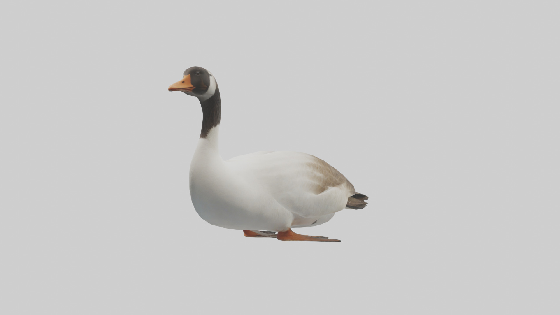 Goose swimming model Low-poly 3D model_2
