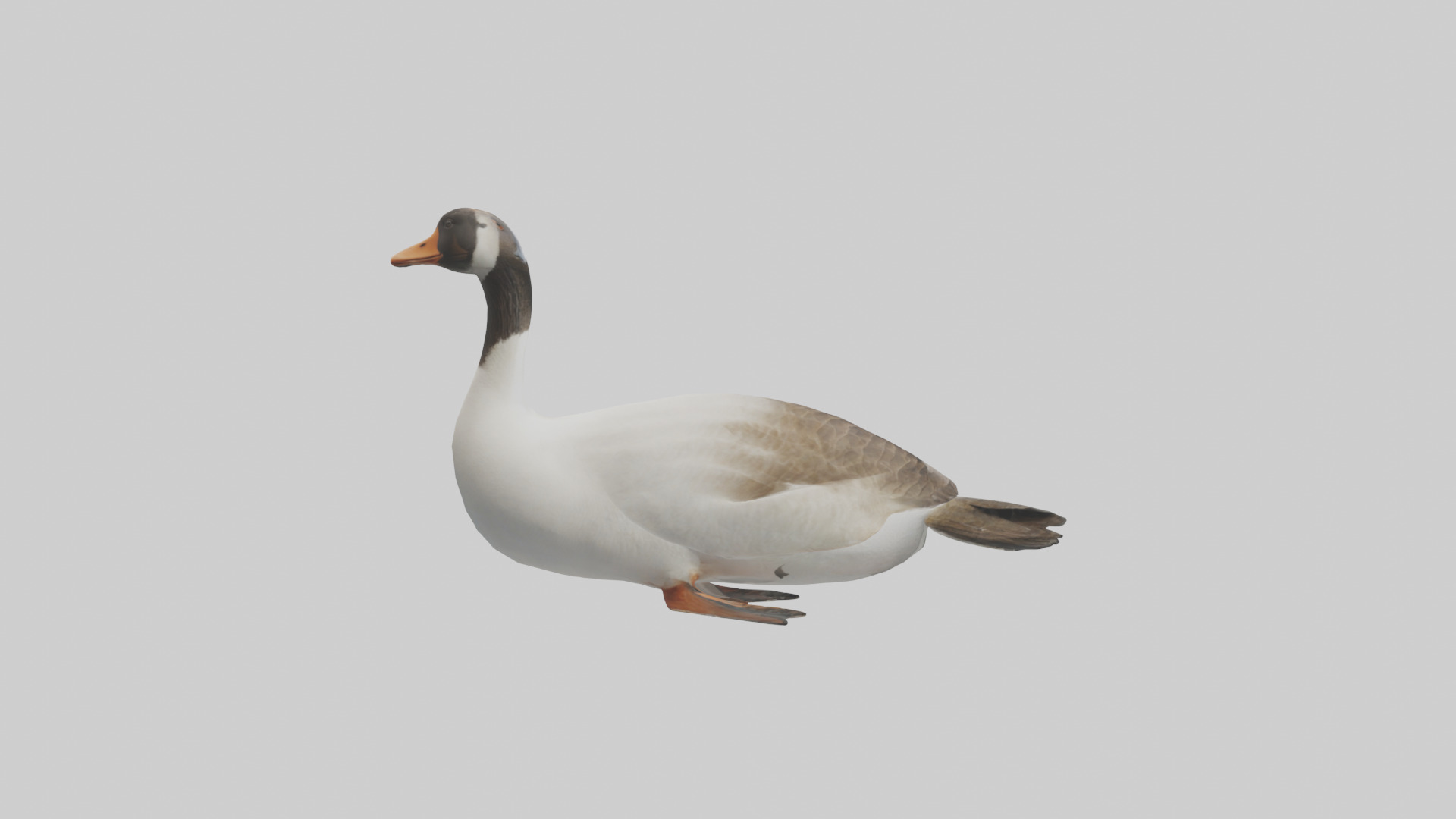 Goose swimming model Low-poly 3D model_13