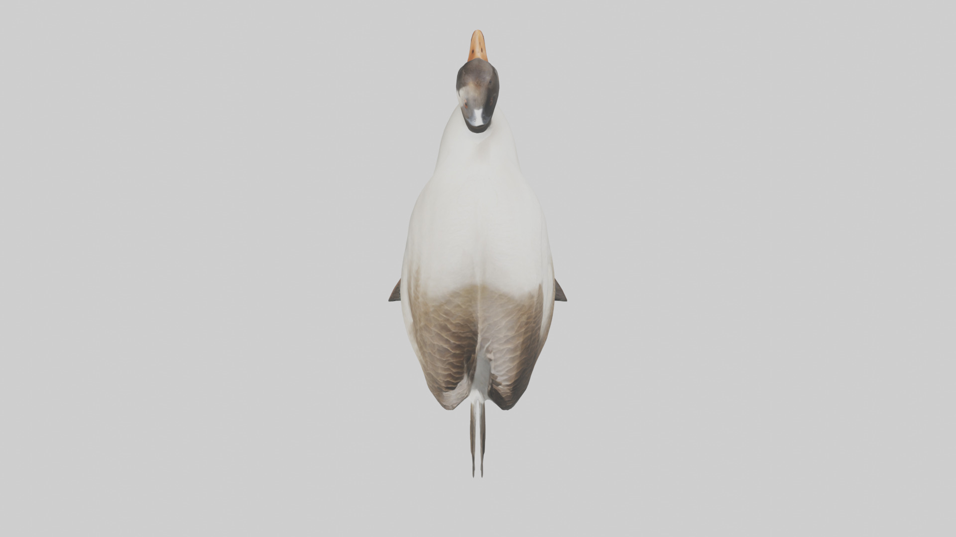 Goose swimming model Low-poly 3D model_14