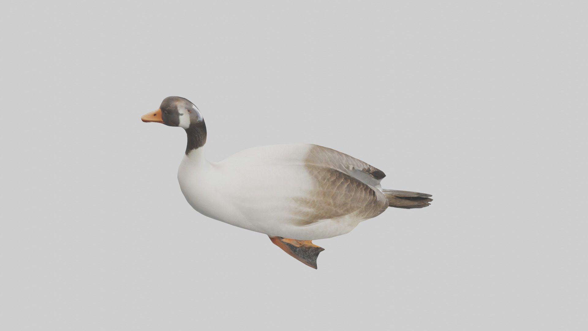 Goose swimming model Low-poly 3D model_18
