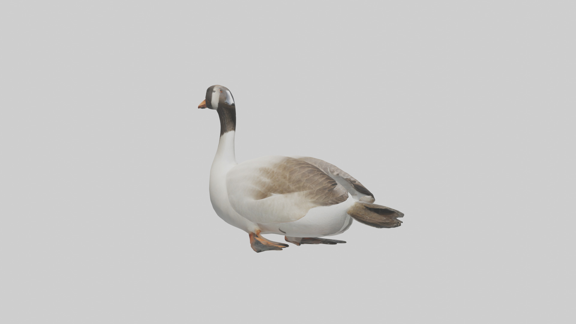 Goose swimming model Low-poly 3D model_11