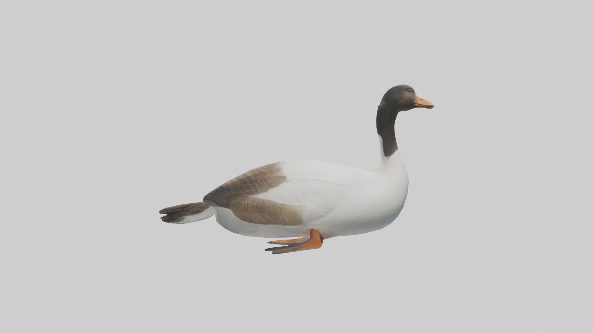 Goose swimming model Low-poly 3D model_12
