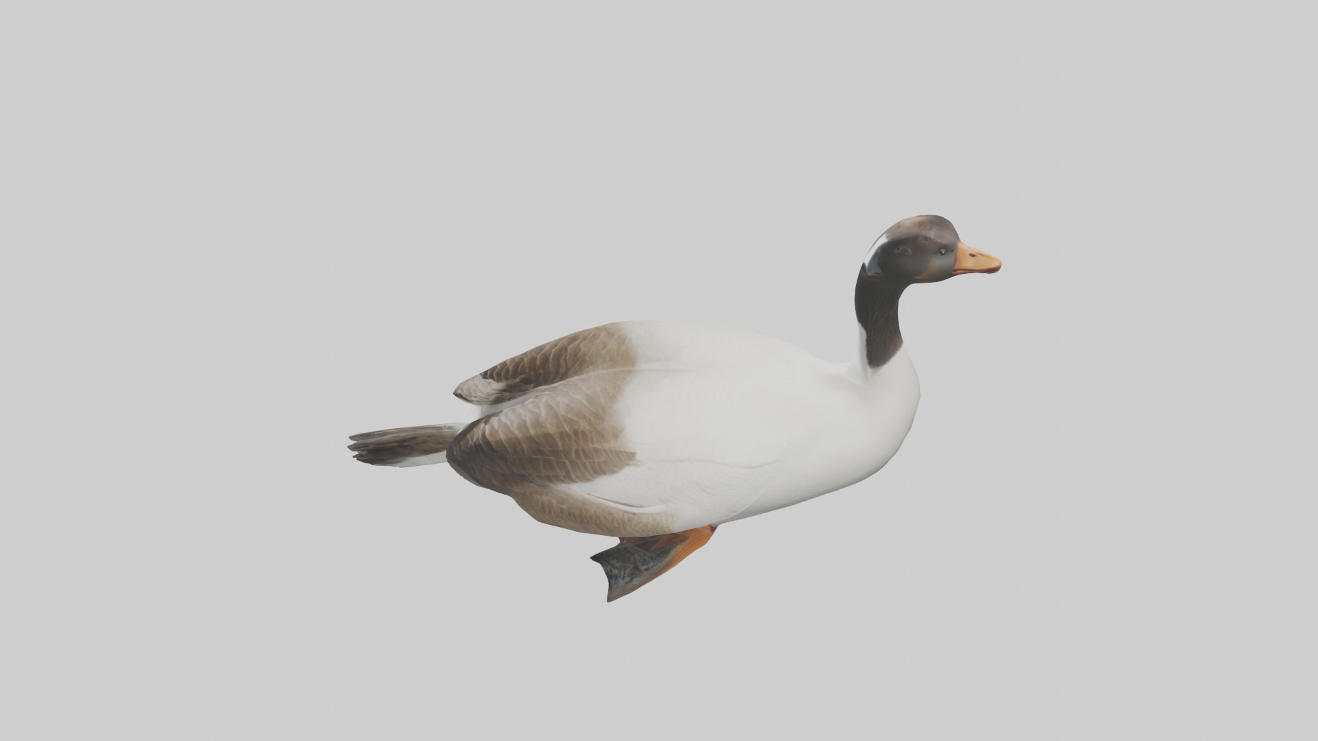 Goose swimming model Low-poly 3D model_17