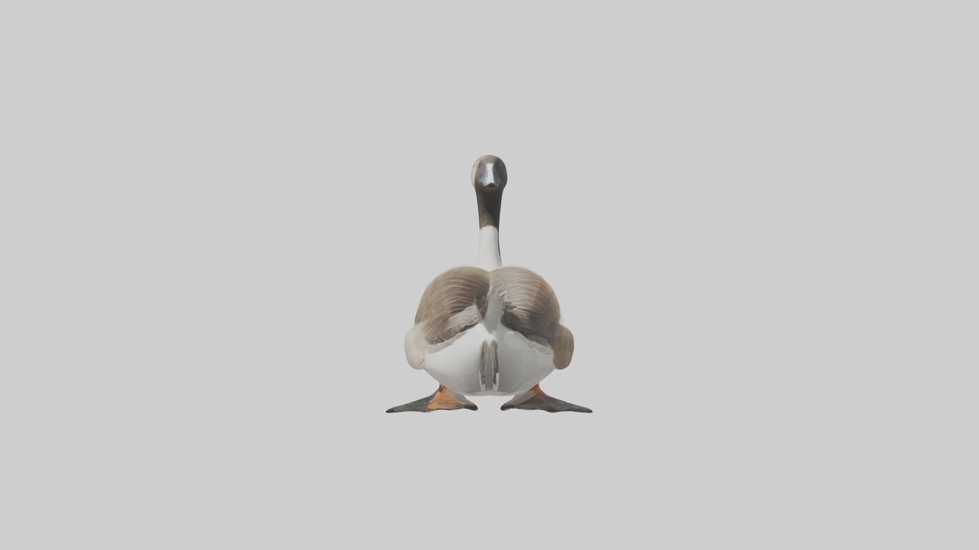 Goose swimming model Low-poly 3D model_9