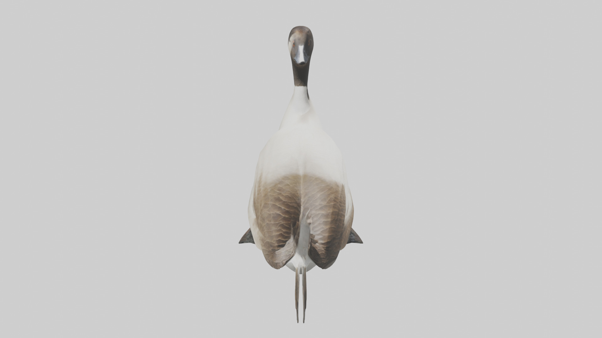 Goose swimming model Low-poly 3D model_16