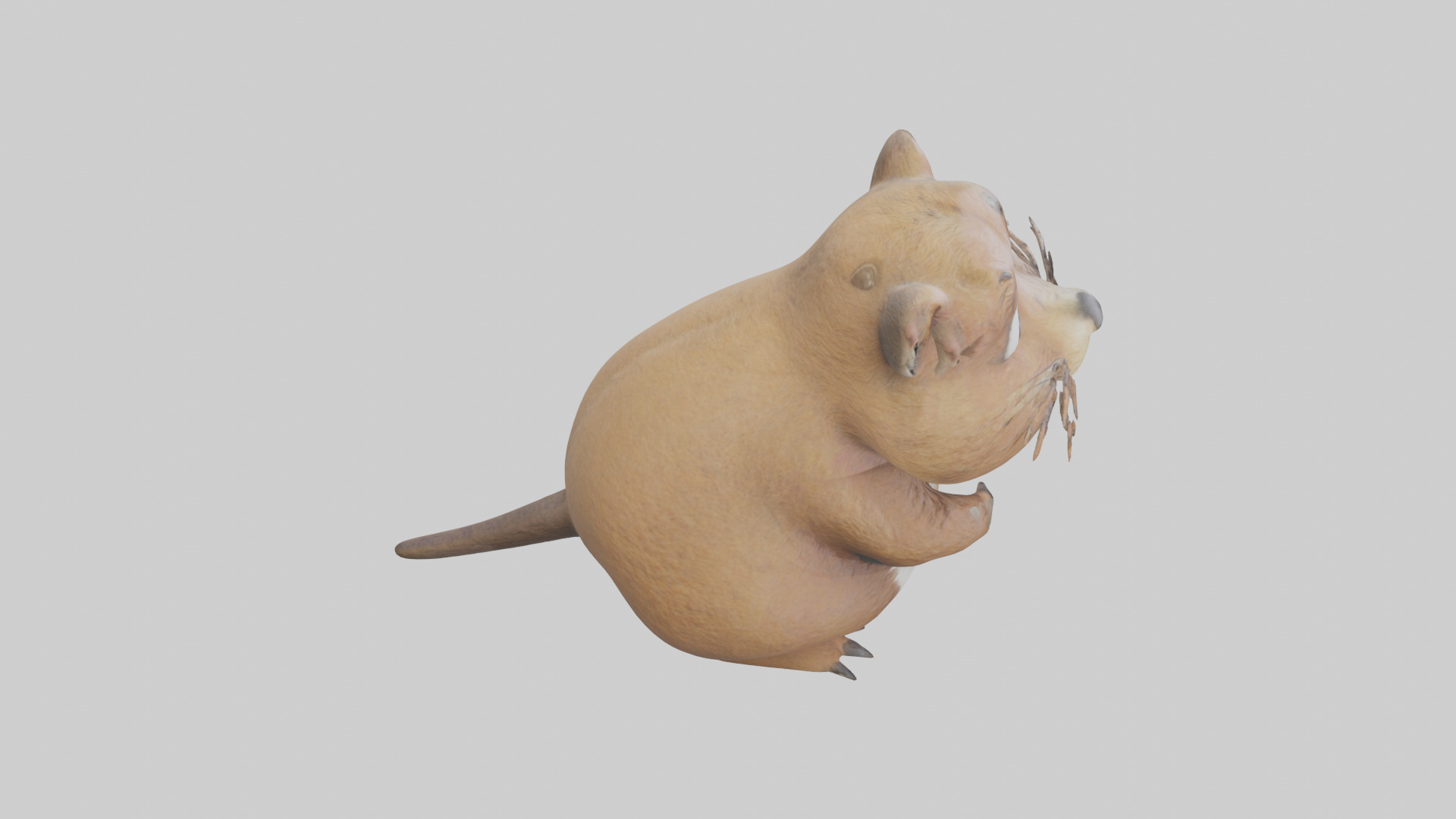 Gopher standing upright model Low-poly 3D model_18