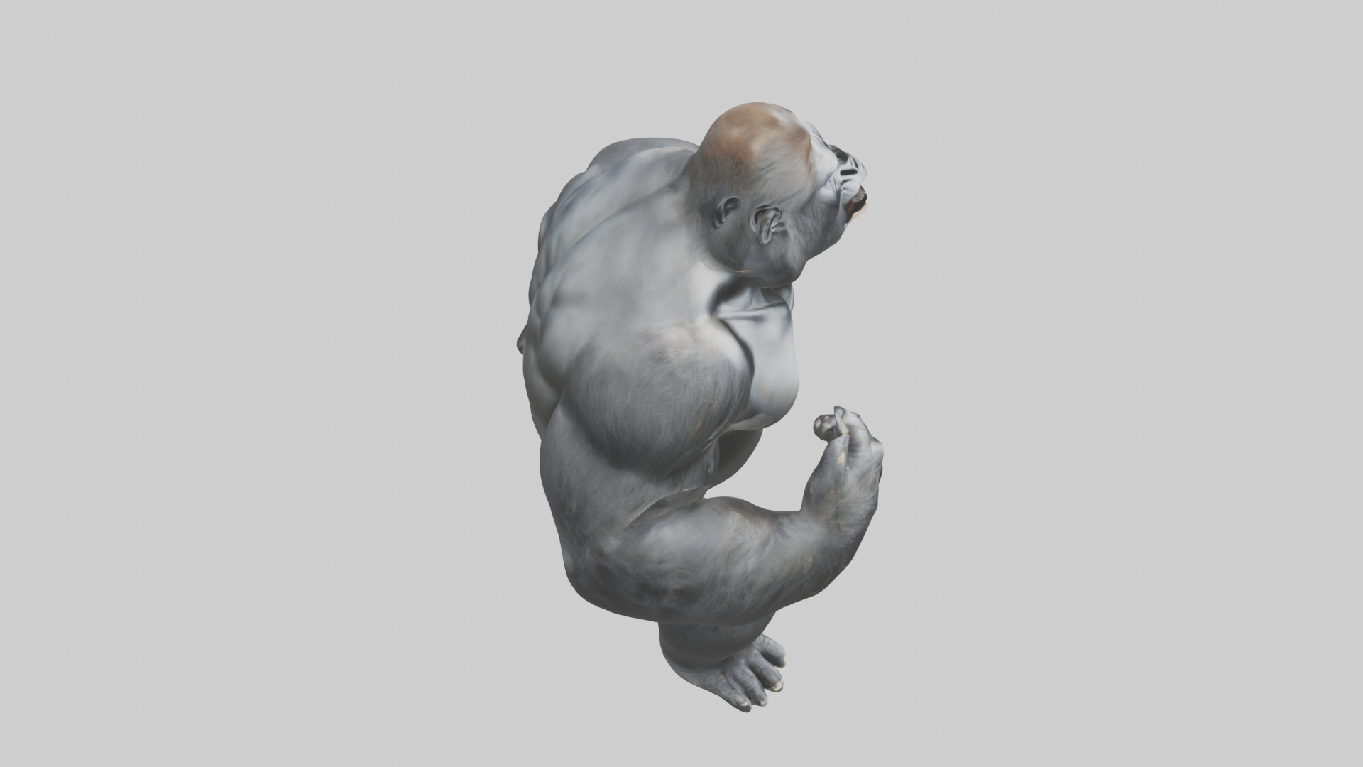 Gorilla beating chest model Low-poly 3D model_18