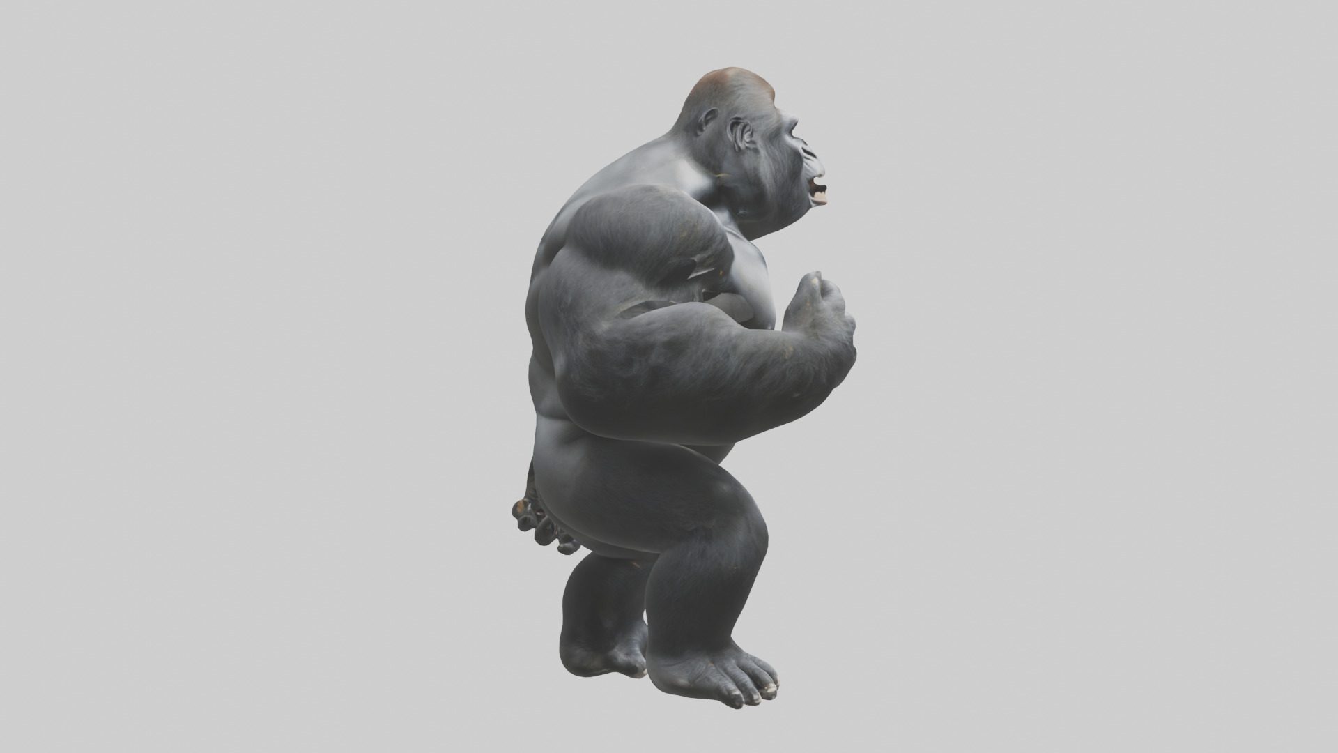 Gorilla beating chest model Low-poly 3D model_13