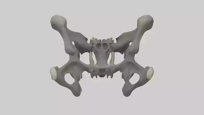 Gorilla Pelvis