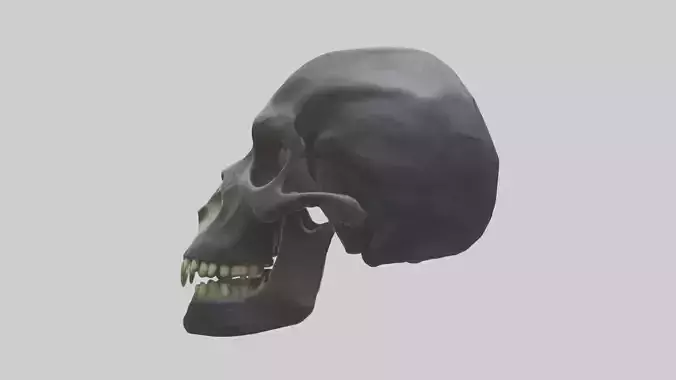 Gorilla Skull