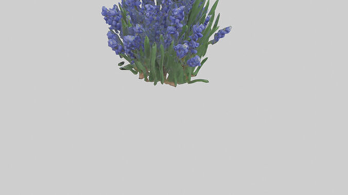 Grape Hyacinth model Low-poly 3D model 7