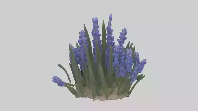 Grape Hyacinth model Low-poly 3D model