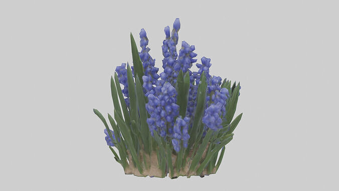 Grape Hyacinth model Low-poly 3D model 3