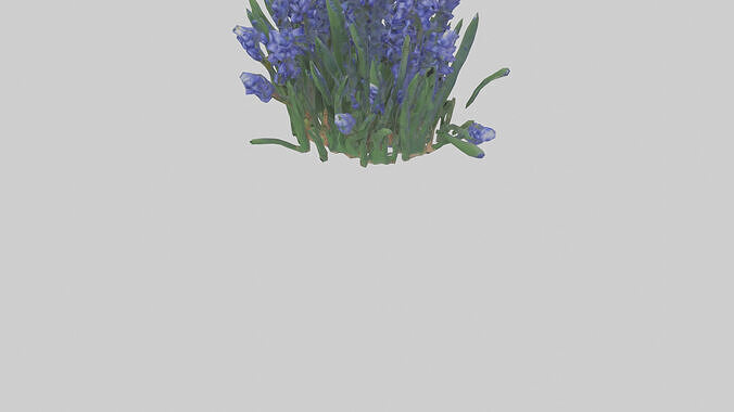 Grape Hyacinth model Low-poly 3D model 6