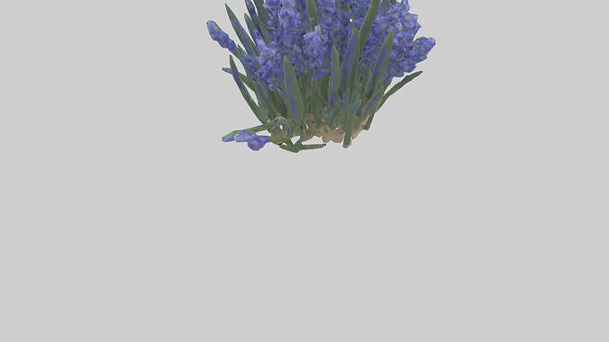 Grape Hyacinth model Low-poly 3D model 4