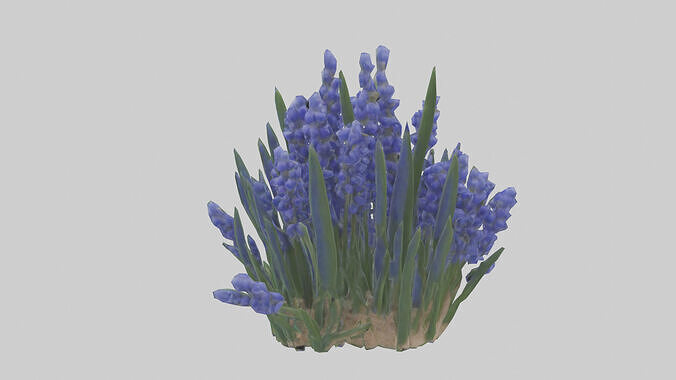 Grape Hyacinth model Low-poly 3D model 2
