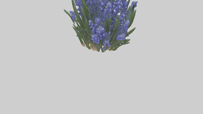 Grape Hyacinth model Low-poly 3D model 5