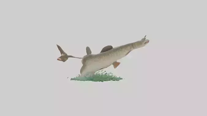 Grass Carp jumping out of water model Low-poly 3D model