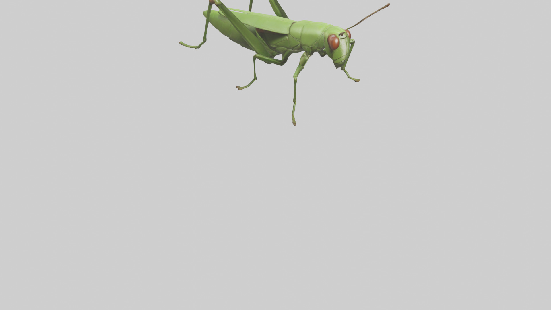 Grasshopper hopping model Low-poly 3D model_6