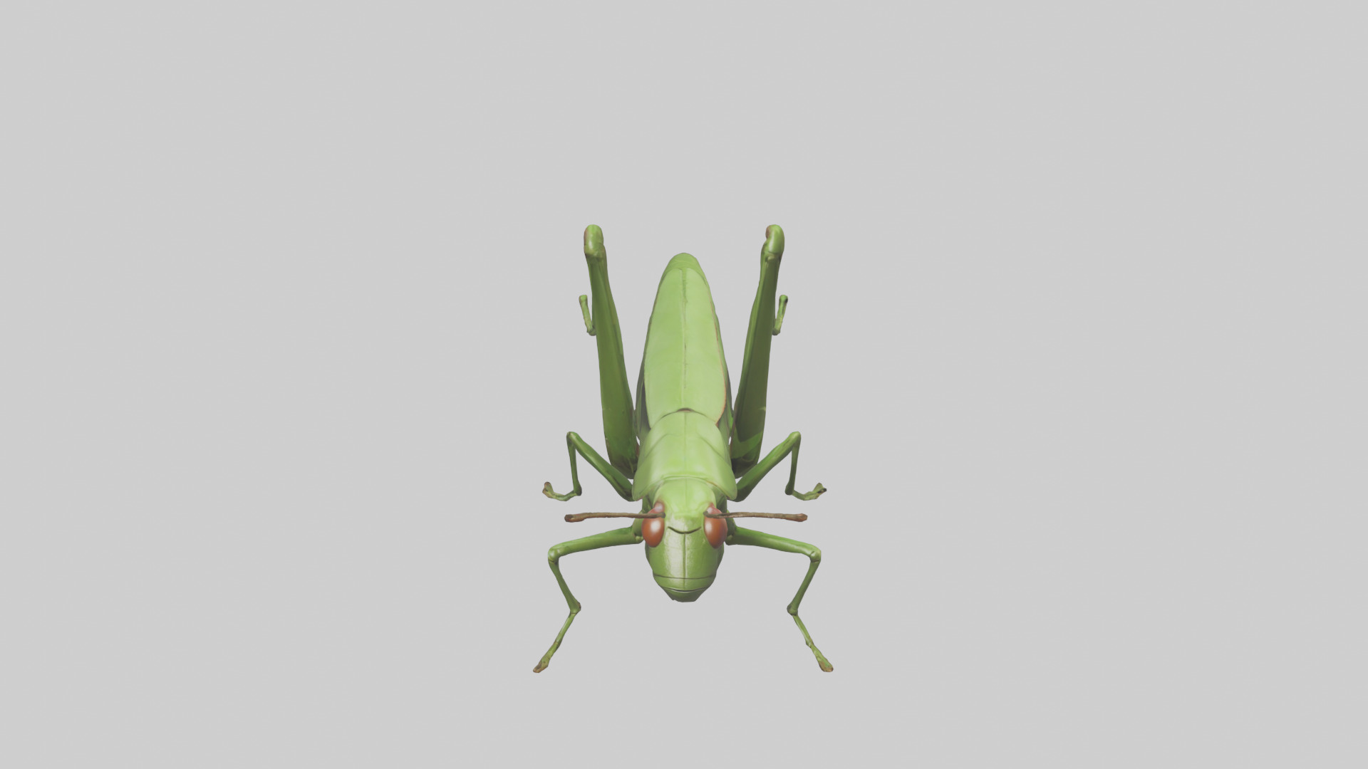 Grasshopper hopping model Low-poly 3D model_16