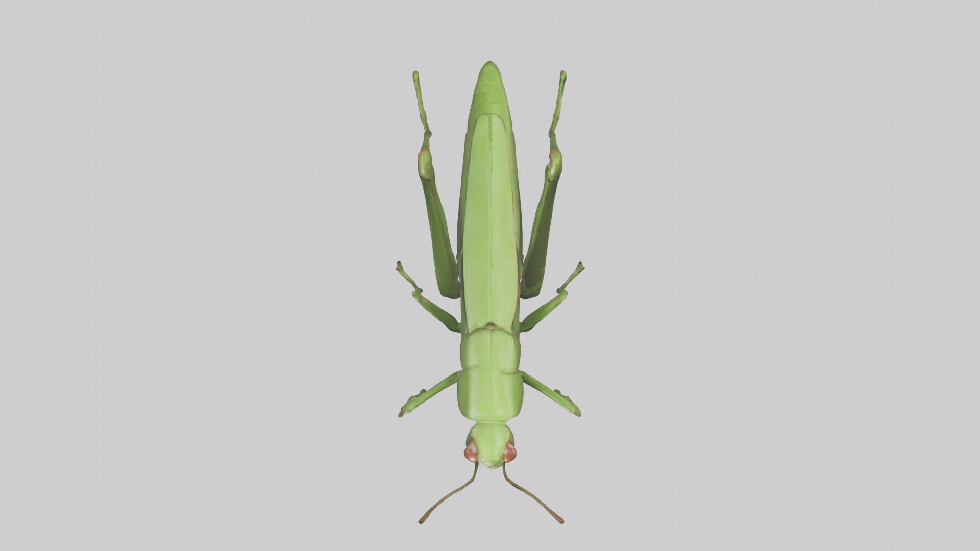 Grasshopper hopping model Low-poly 3D model_14