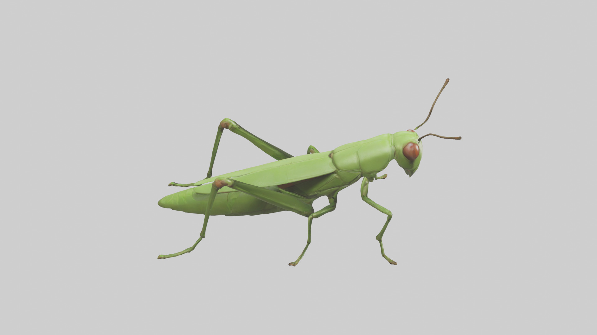 Grasshopper hopping model Low-poly 3D model_18