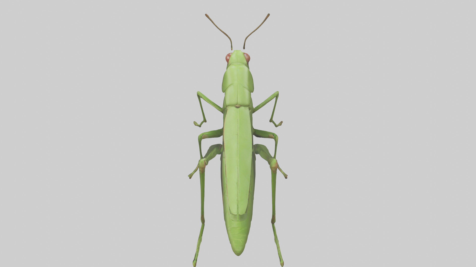 Grasshopper hopping model Low-poly 3D model_15