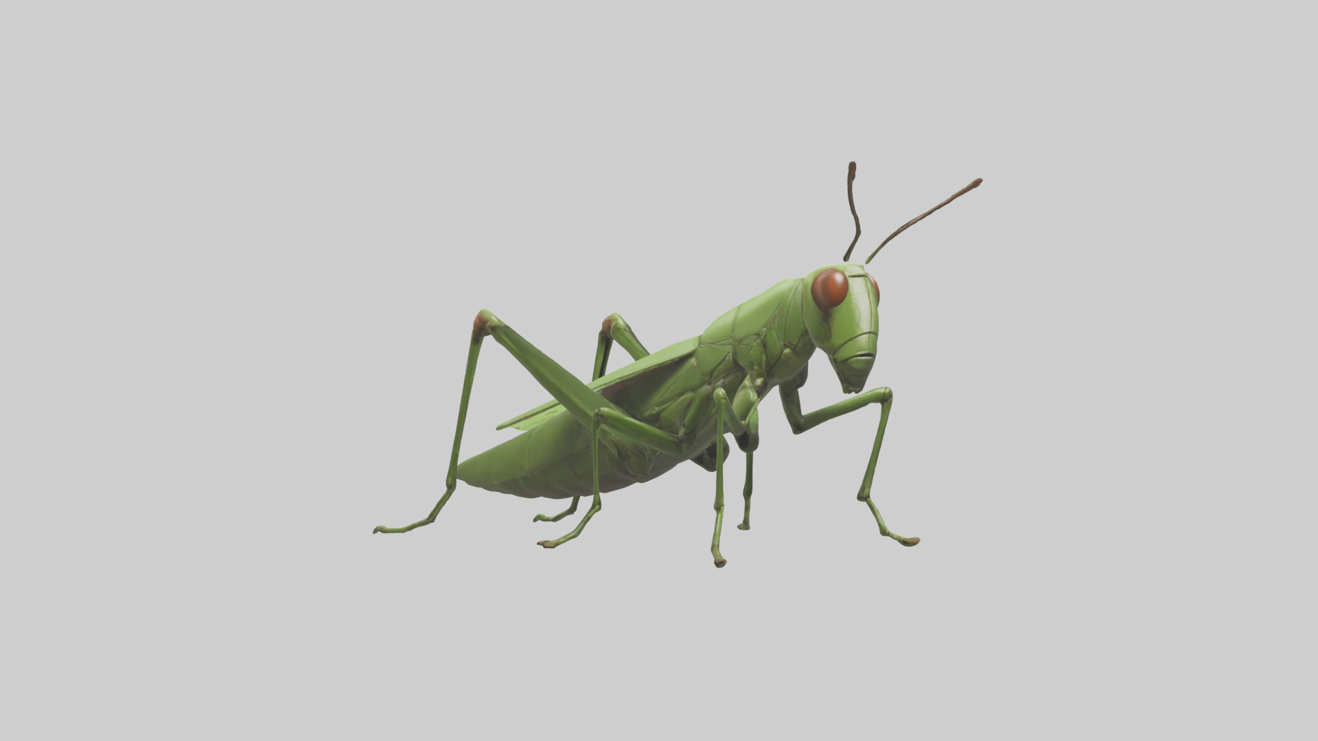 Grasshopper hopping model Low-poly 3D model_7
