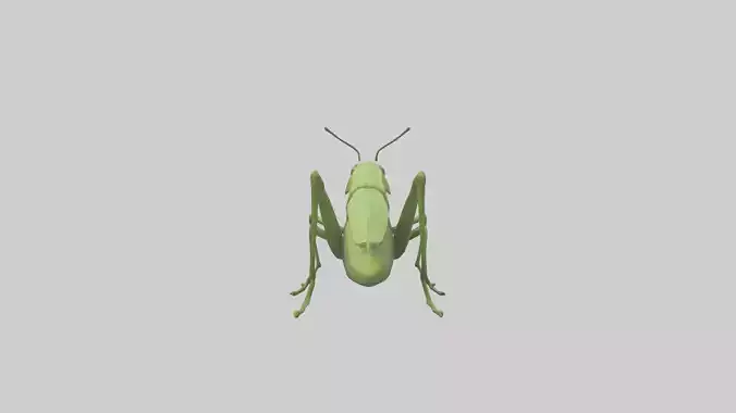 Grasshopper hopping model Low-poly 3D model