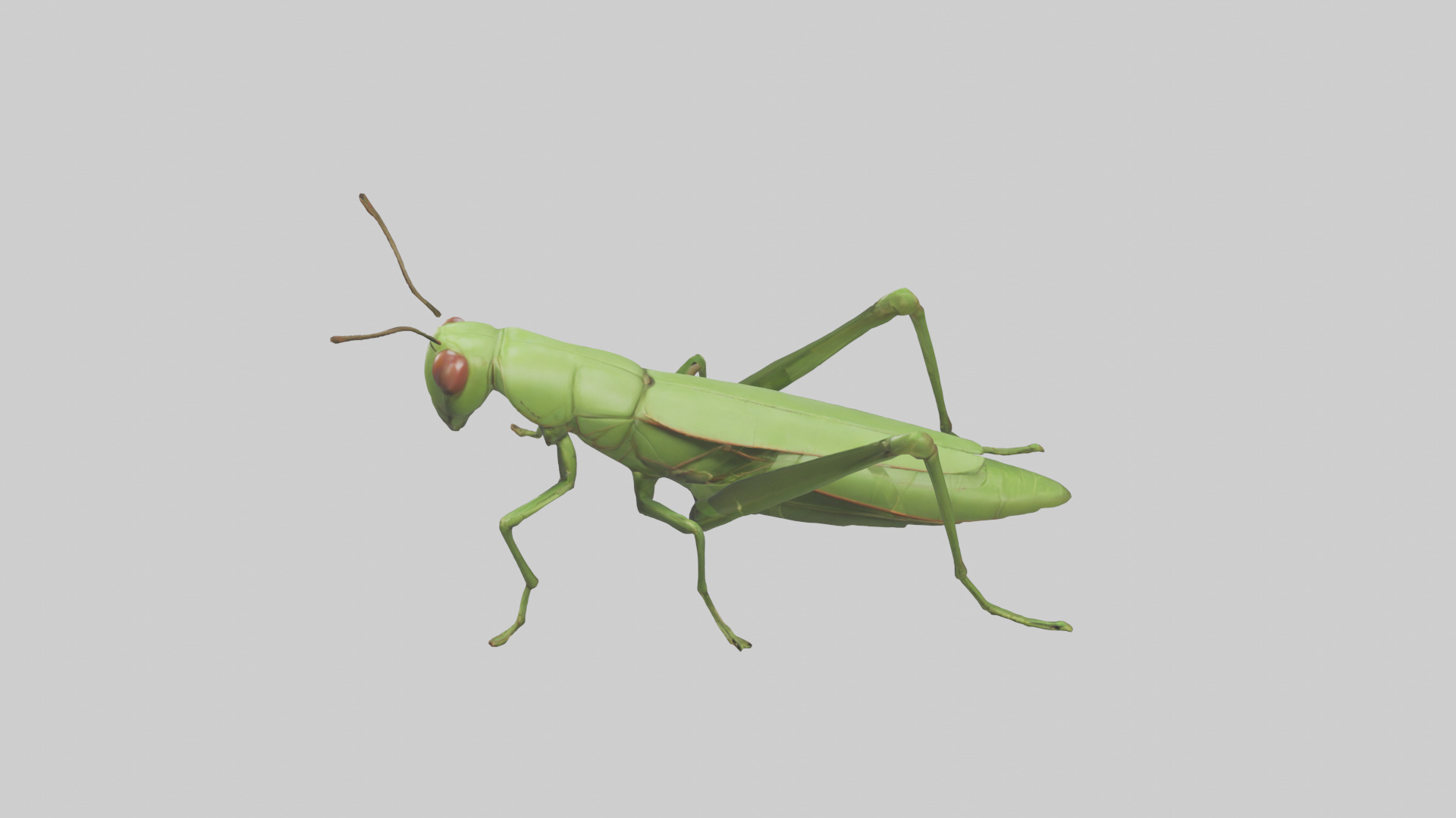 Grasshopper hopping model Low-poly 3D model_17