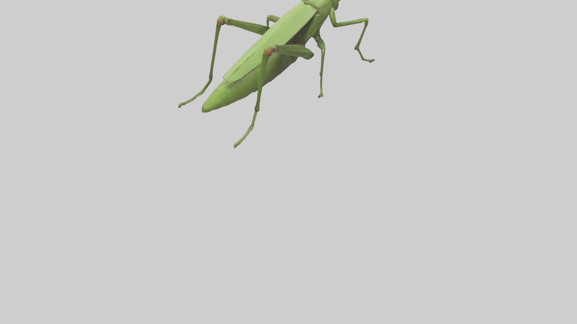 Grasshopper hopping model Low-poly 3D model_4