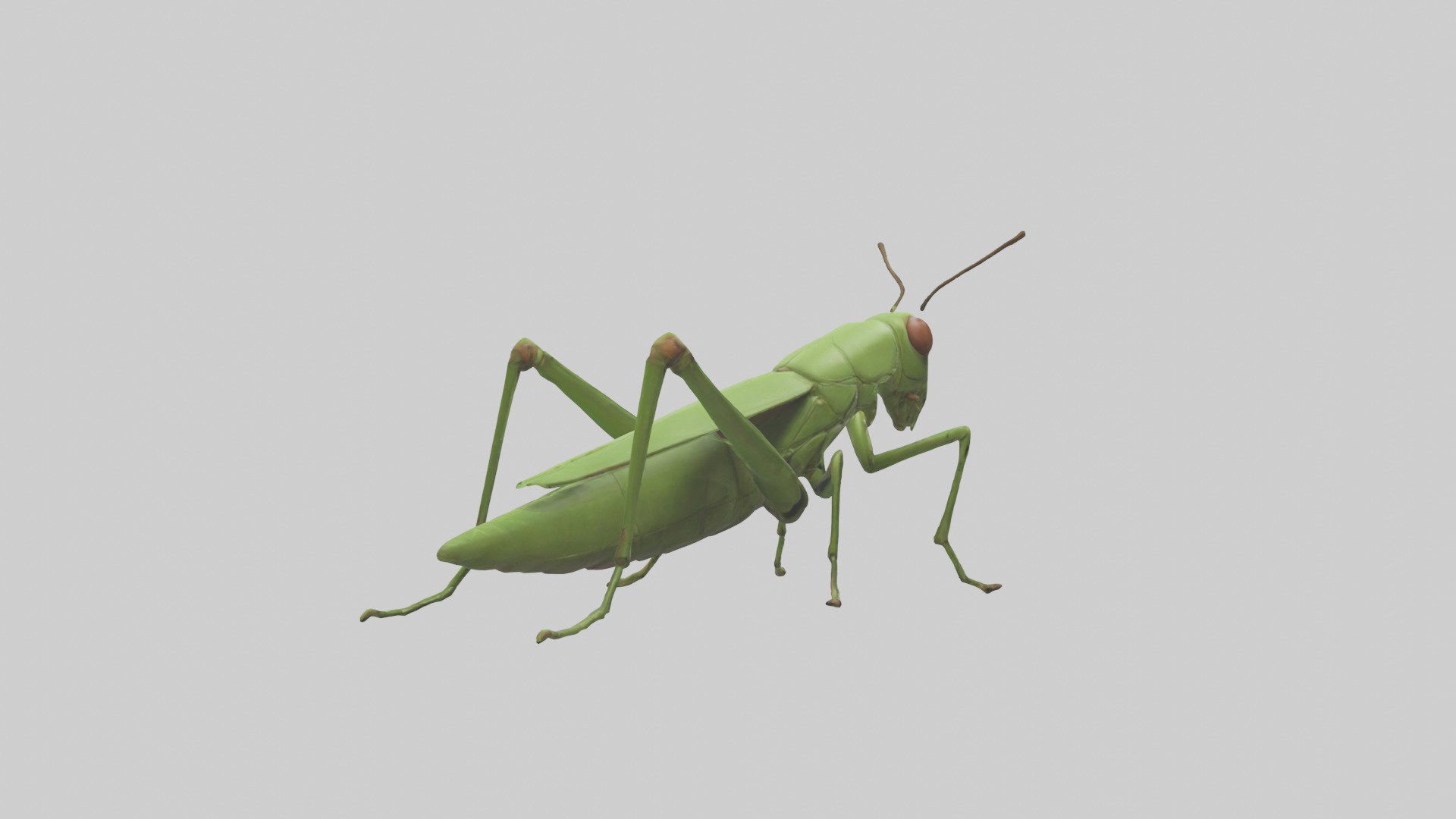 Grasshopper hopping model Low-poly 3D model_2